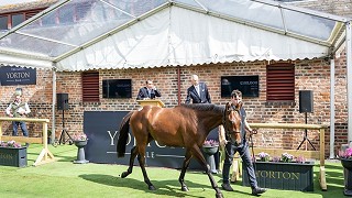 Goffs Yorton Sale Celebrates Vibrant Return
