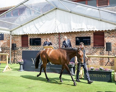 Goffs Yorton Sale Celebrates Vibrant Return