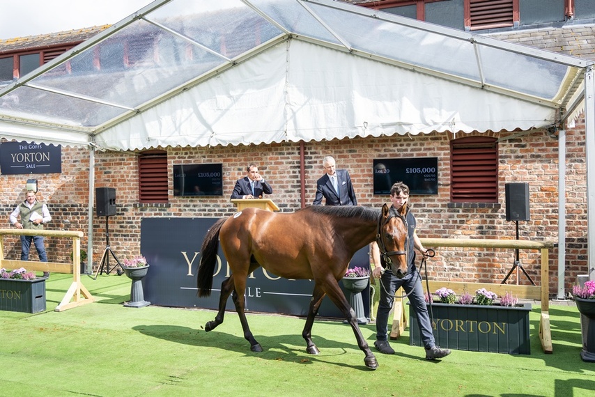 Goffs Yorton Sale Celebrates Vibrant Return
