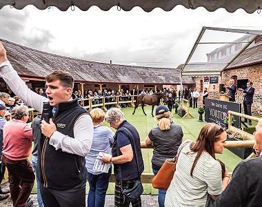 The Owner Breeder share their views on the 2022 Yorton Sale