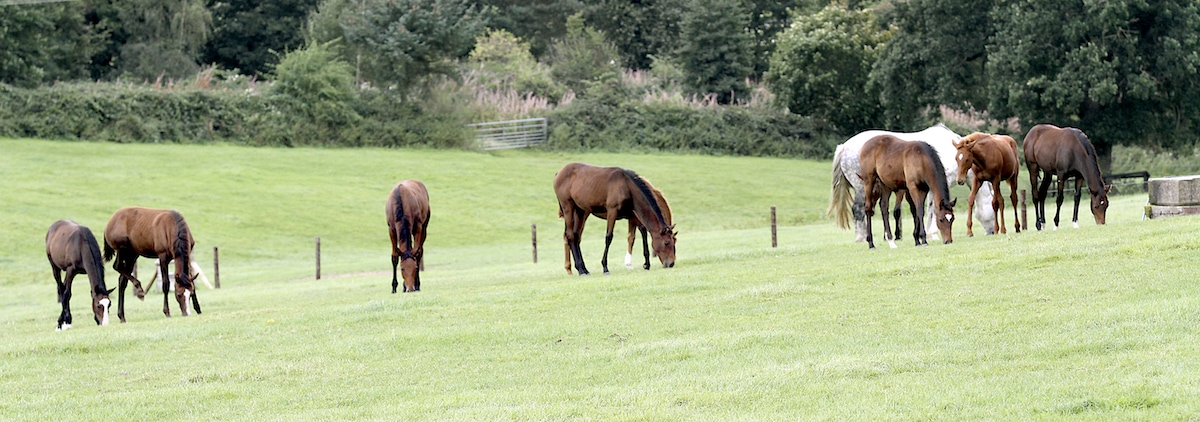 Horses grazing at Yorton
